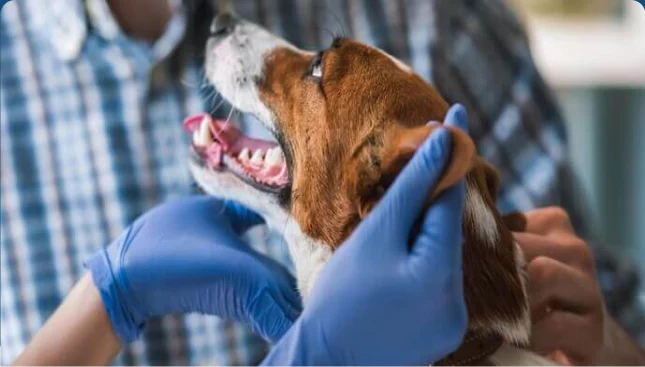 Veterinário examinando um cachorro